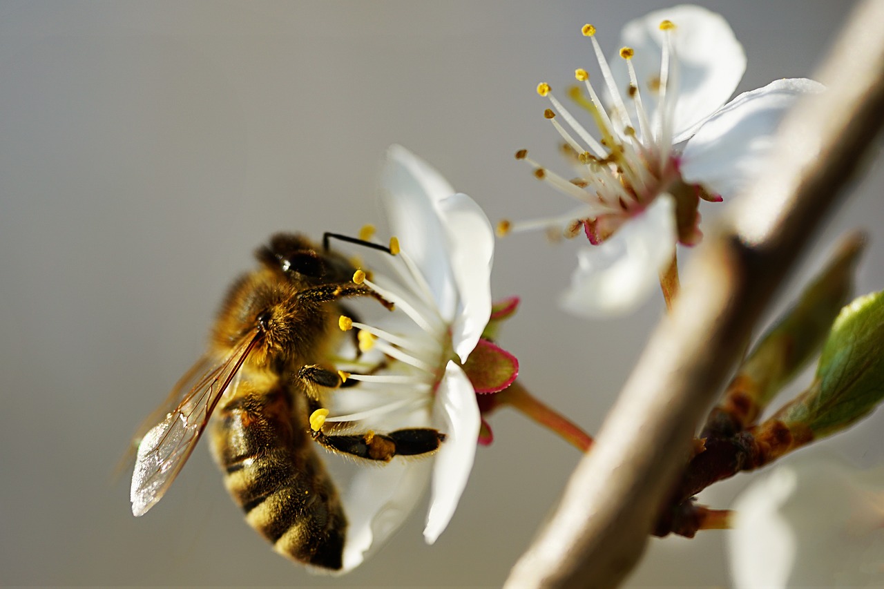 Die kleinen Alleskönner: So nützlich sind Bienen